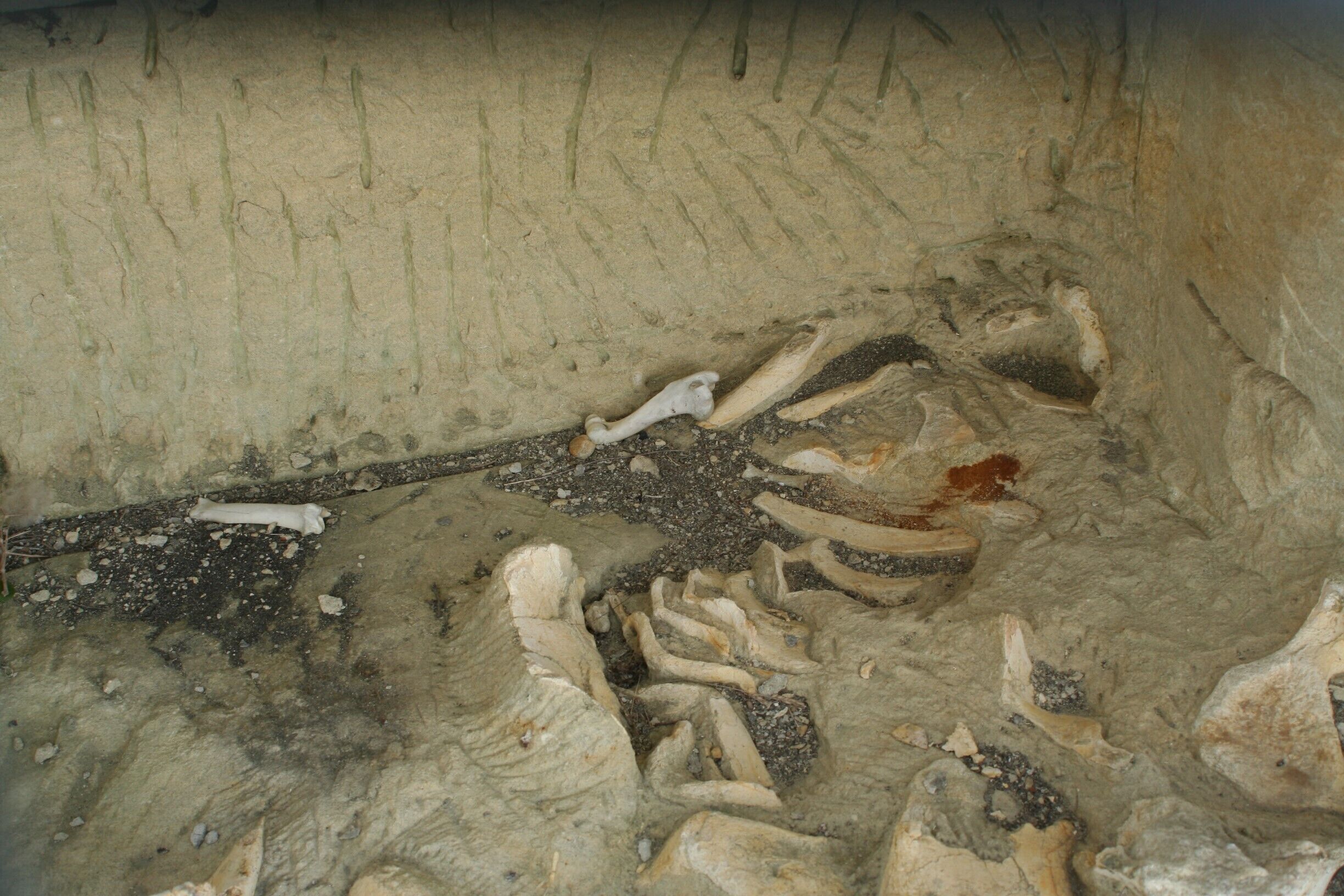 Whale fossils at Earthquakes near Duntroon. This place is special because these are not just fragments, but it's a big part of a baleen whale. Besides that, the scenery is really cool. 