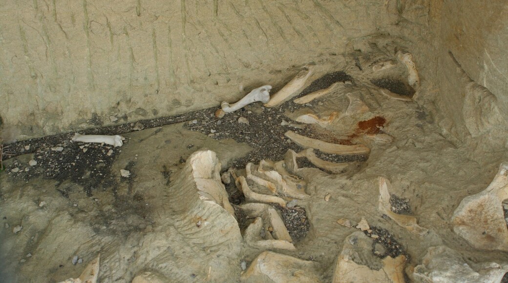 Whale fossils at Earthquakes near Duntroon. This place is special because these are not just fragments, but it's a big part of a baleen whale. Besides that, the scenery is really cool.
