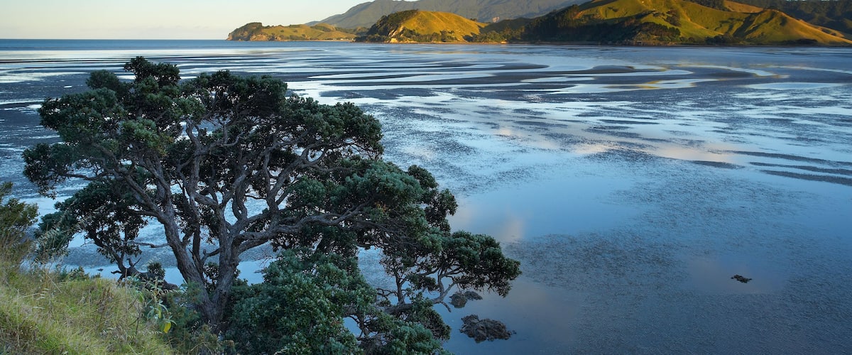 A coastal landscape with a tree in the foreground, calm water, and distant mountains.