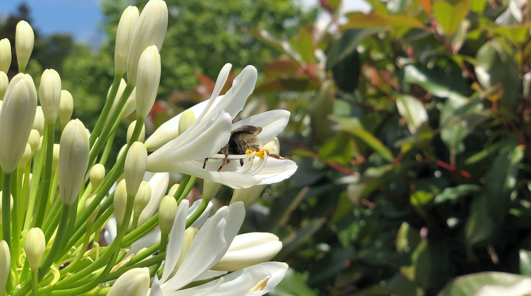 A bee collects nectar in a monastery in New Zealand.
#nature #amazinganimals #newzealand