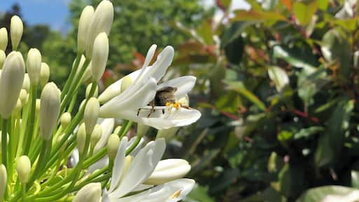 A bee collects nectar in a monastery in New Zealand.
#nature #amazinganimals #newzealand