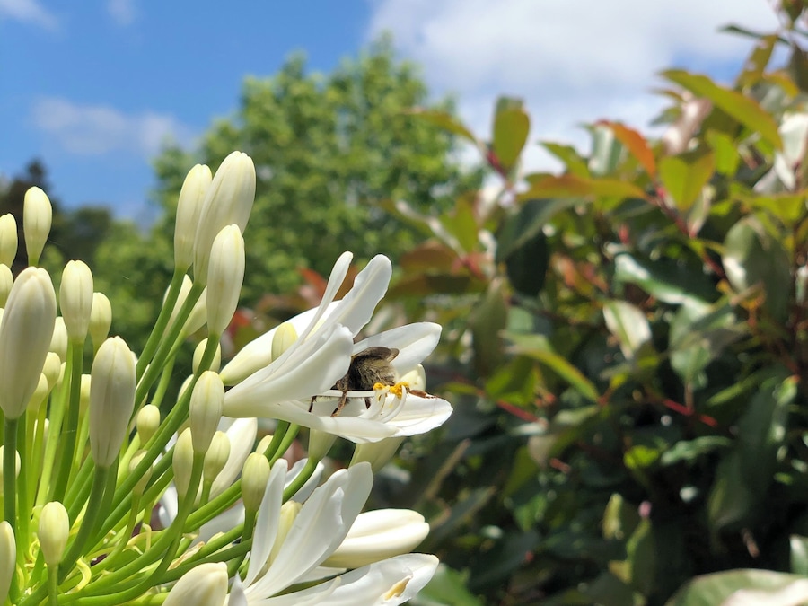 A bee collects nectar in a monastery in New Zealand.
#nature #amazinganimals #newzealand