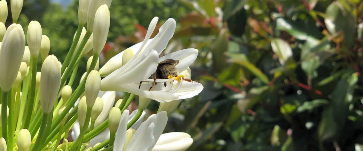 A bee on a white flower with green leaves in the background.