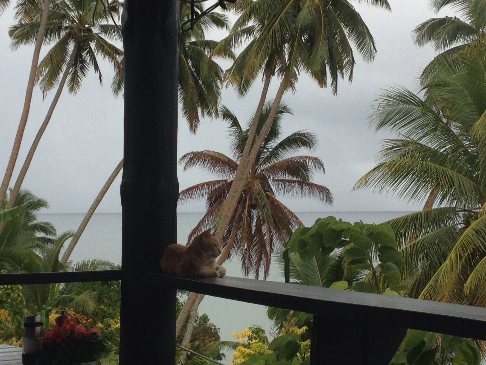 Resident kitty taking in breathing taking views. The restaurant here is so delicious. This place makes you feel welcome. You will leave with a sense of overwhelming peace and gratitude in your heart. 