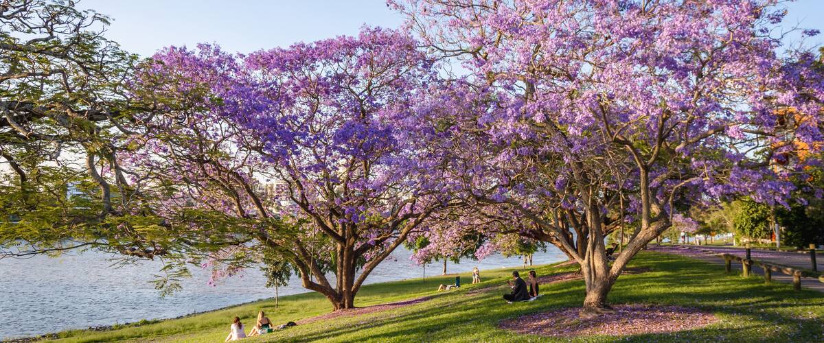 People enjoy picnics in the late afternoon sun along the Brisbane River
