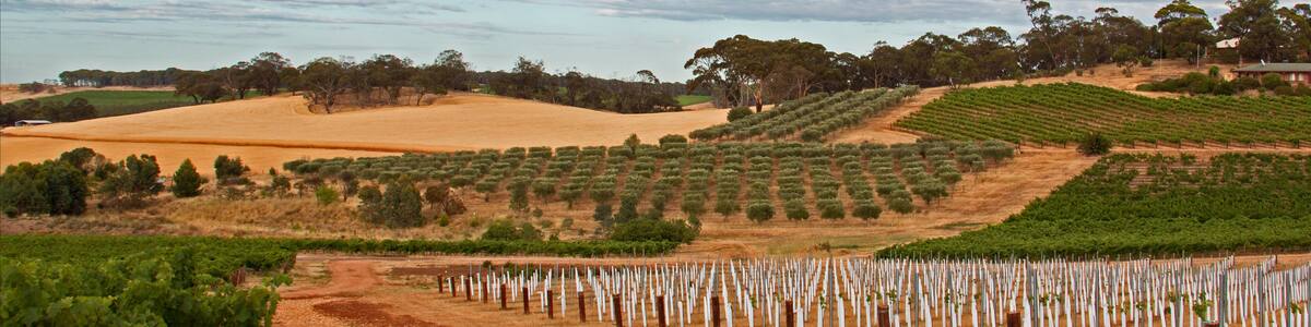 Barossa Valley Vineyards and groves in Marananga South Australia