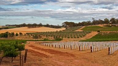 Barossa Valley Vineyards and groves in Marananga South Australia