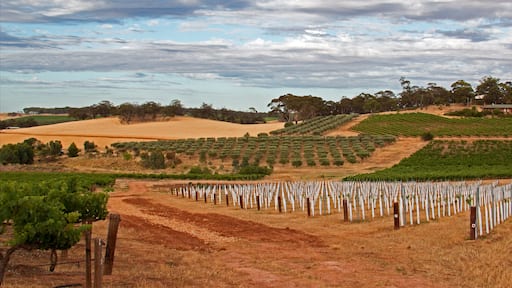 Barossa Valley Vineyards and groves in Marananga South Australia