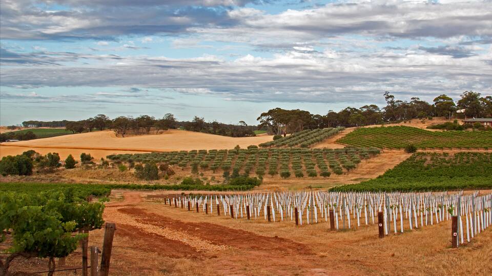 A vineyard with rows of grapevines and a dirt path.