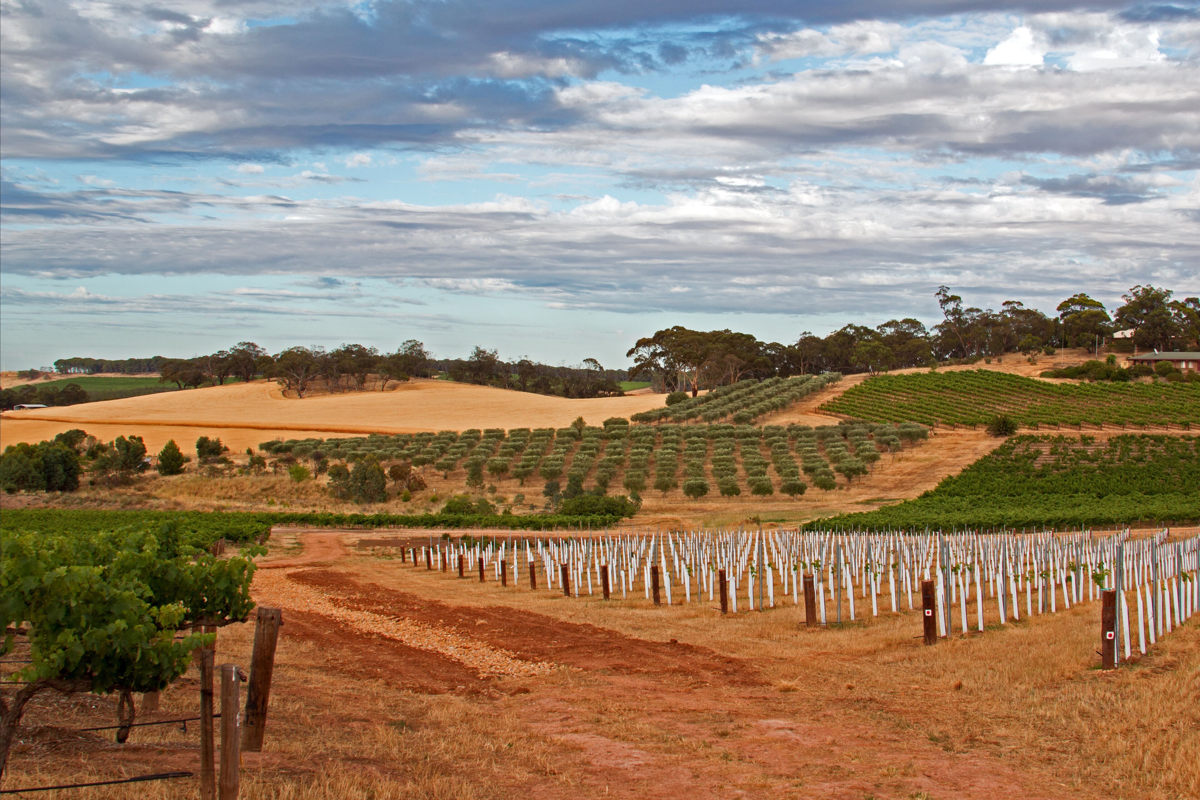 A vineyard with rows of grapevines and a dirt path.