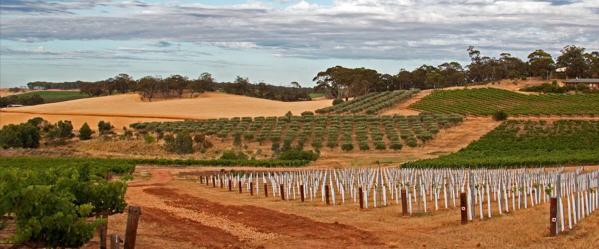 A vineyard with rows of grapevines and a dirt path.