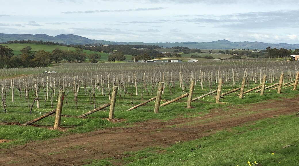 Seppeltsfield high road looking across the valley near Marananga church.