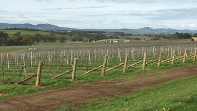 Seppeltsfield high road looking across the valley near Marananga church.