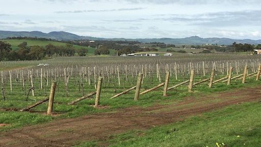 Seppeltsfield high road looking across the valley near Marananga church.