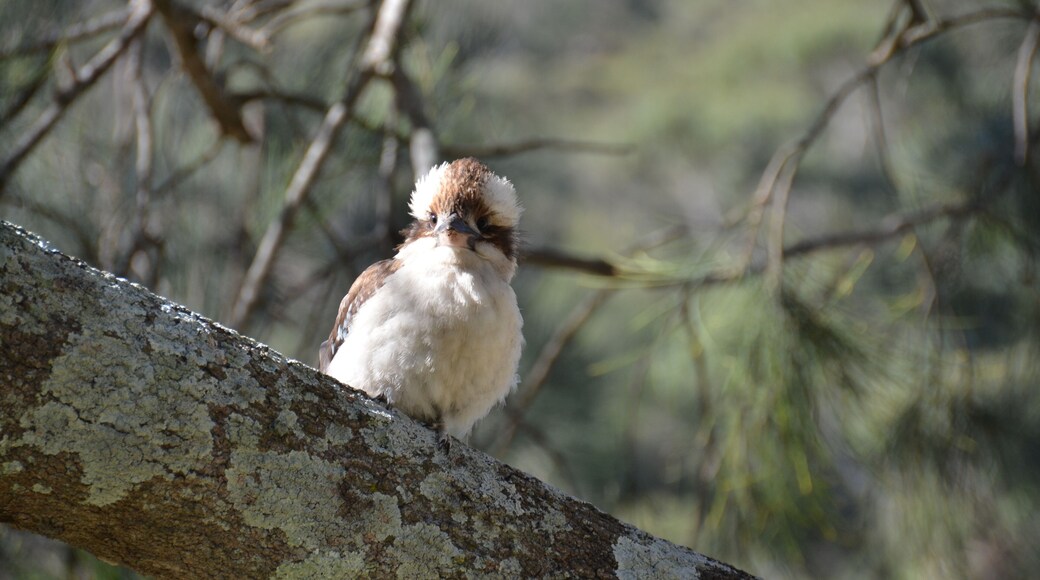 Kookaburra, The largest Kingfisher in the world.