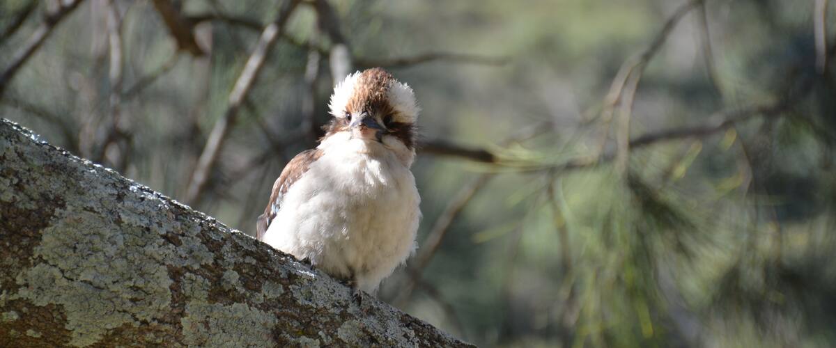 Kookaburra, The largest Kingfisher in the world.