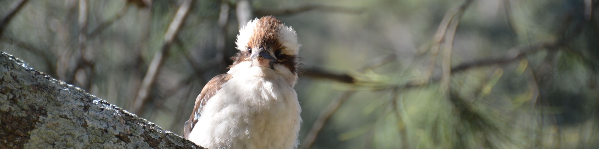 Kookaburra, The largest Kingfisher in the world.