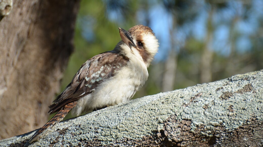 Kookaburra, The largest Kingfisher in the world.