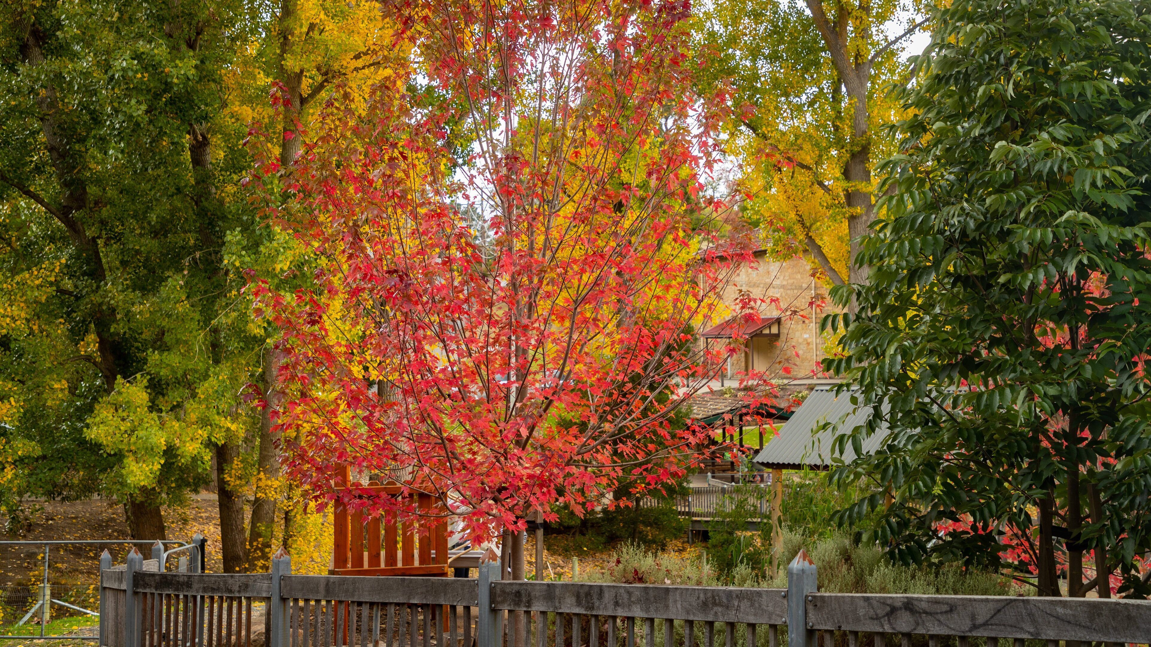 Bridgewater showing autumn leaves