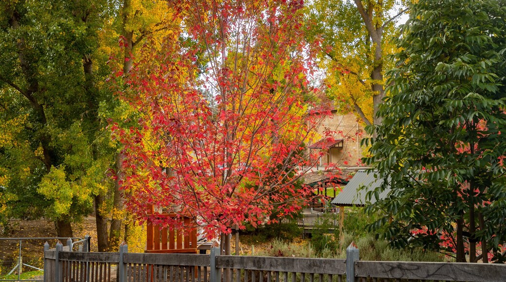 Bridgewater showing autumn leaves