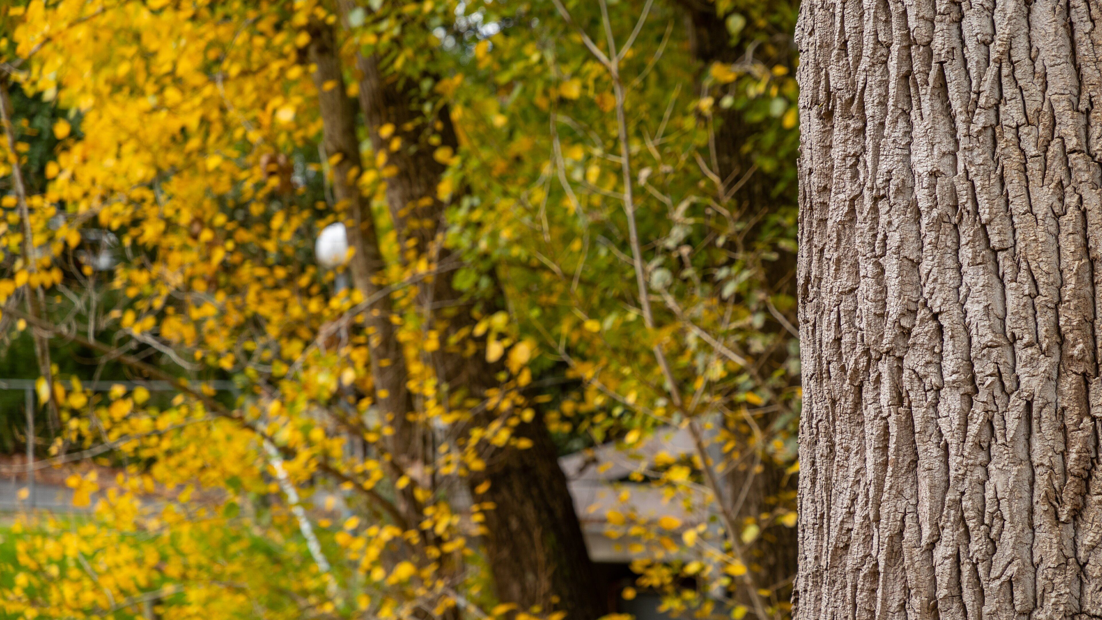 Bridgewater featuring a garden