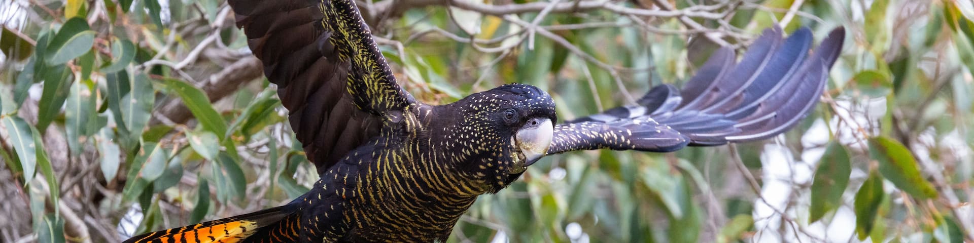 A bird with black and yellow plumage in flight, surrounded by green foliage.