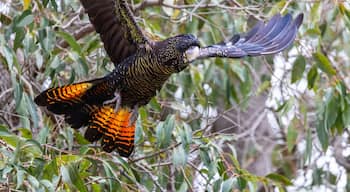A bird with black and yellow plumage in flight, surrounded by green foliage.