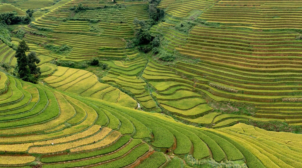 Mu Cang Chai
