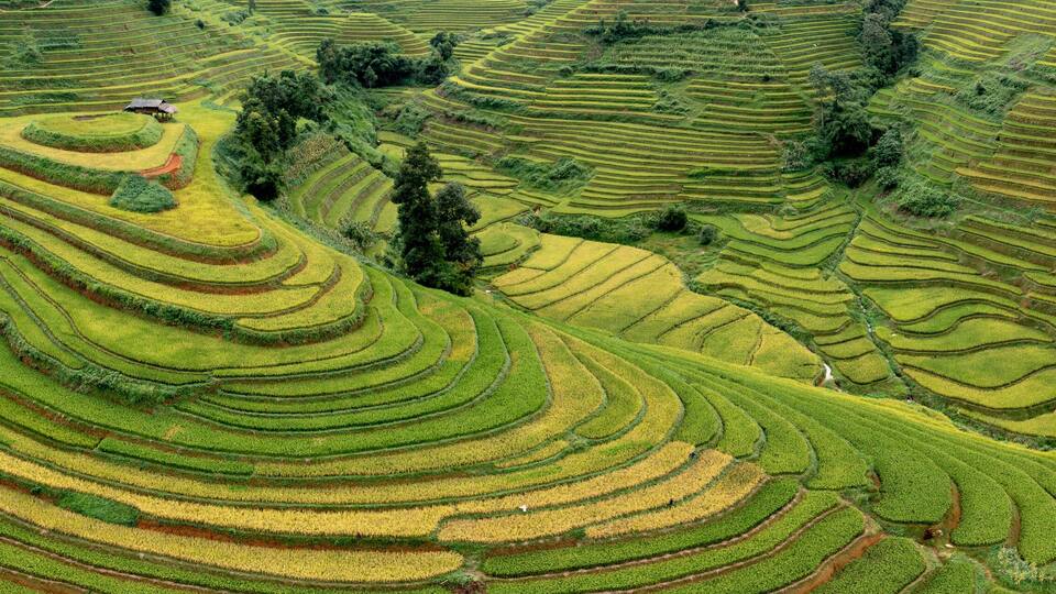 Terraced rice fields with a small hut in the center.