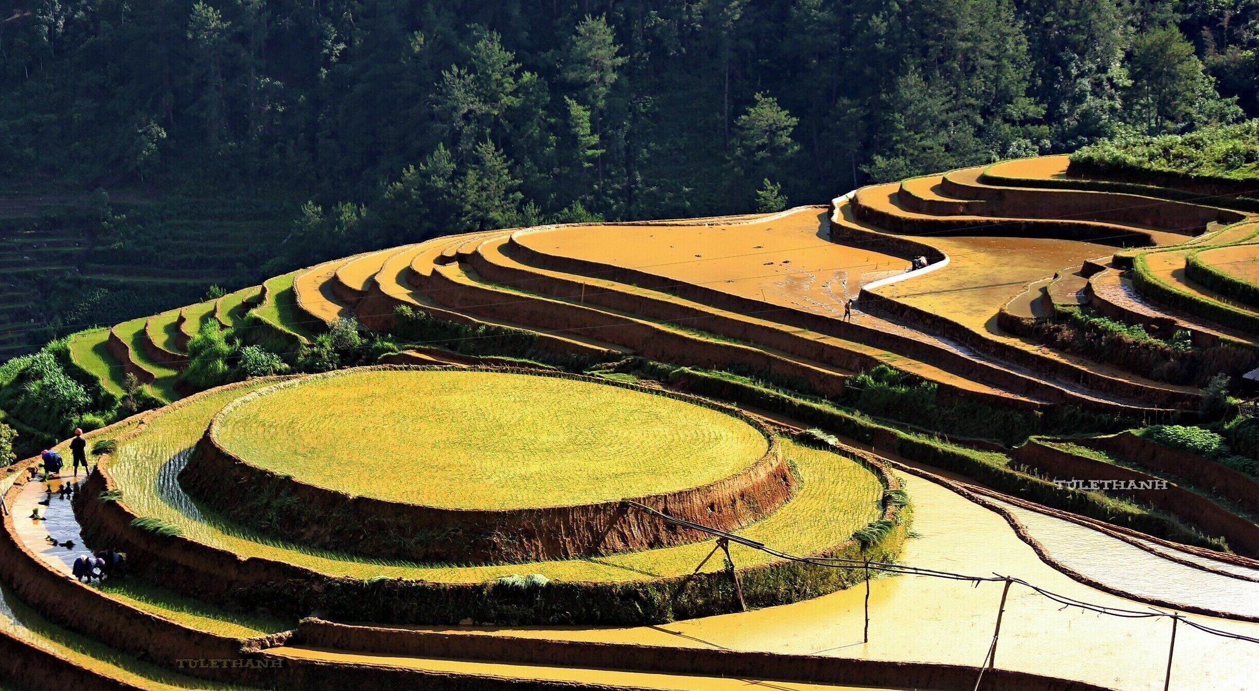 MẢNH RUỘNG TRÒN 