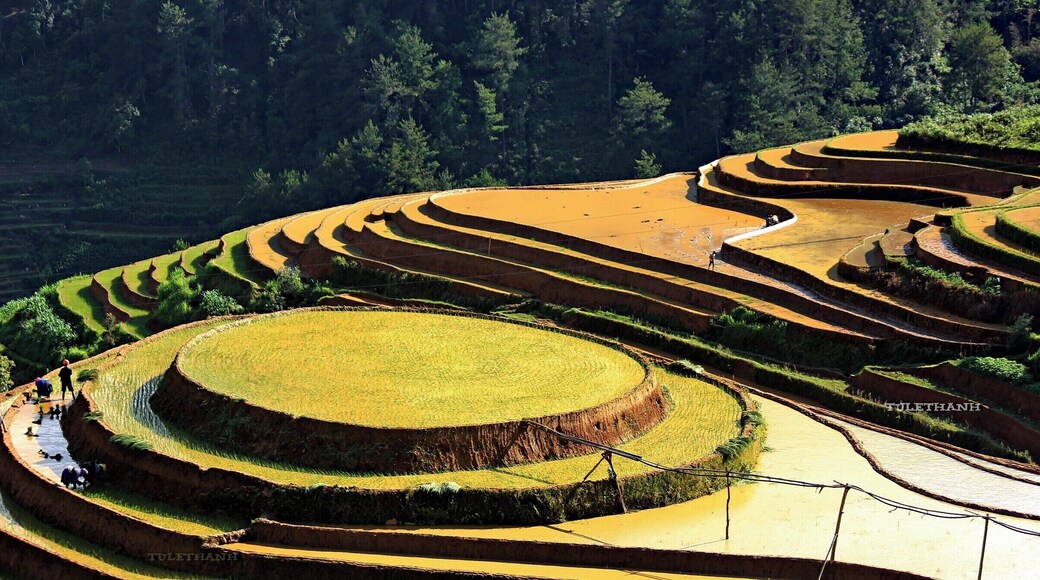 MẢNH RUỘNG TRÒN