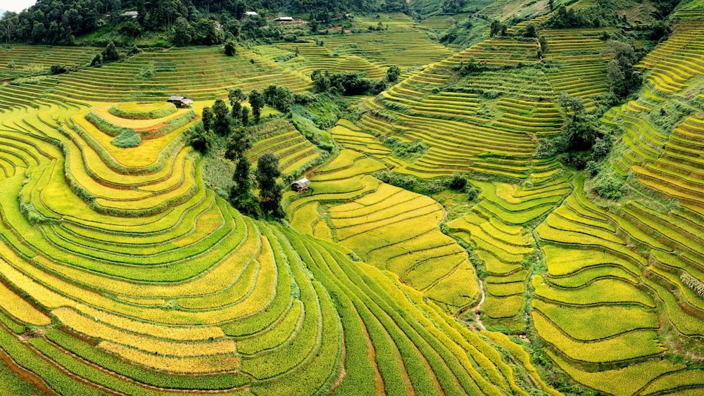 Mu Cang Chai Rice Terraces Aerial Sapa Vietnam