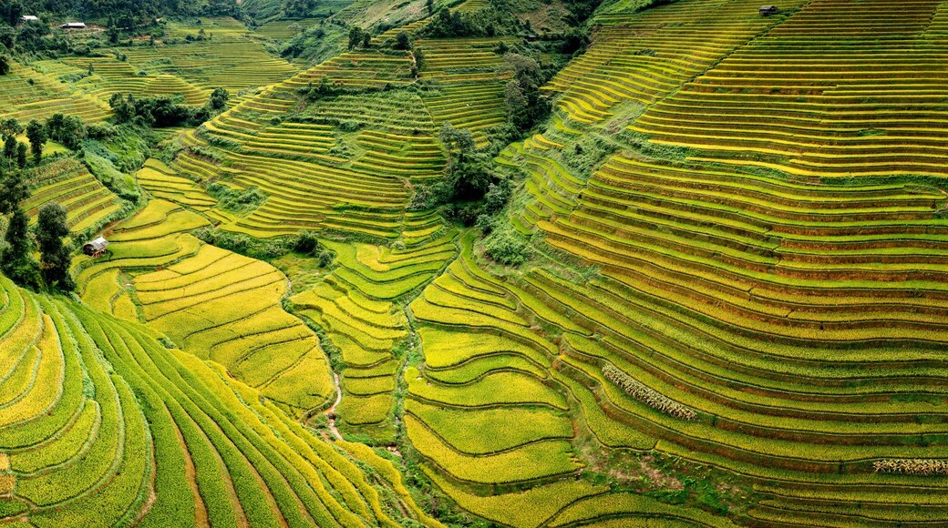 Mu Cang Chai