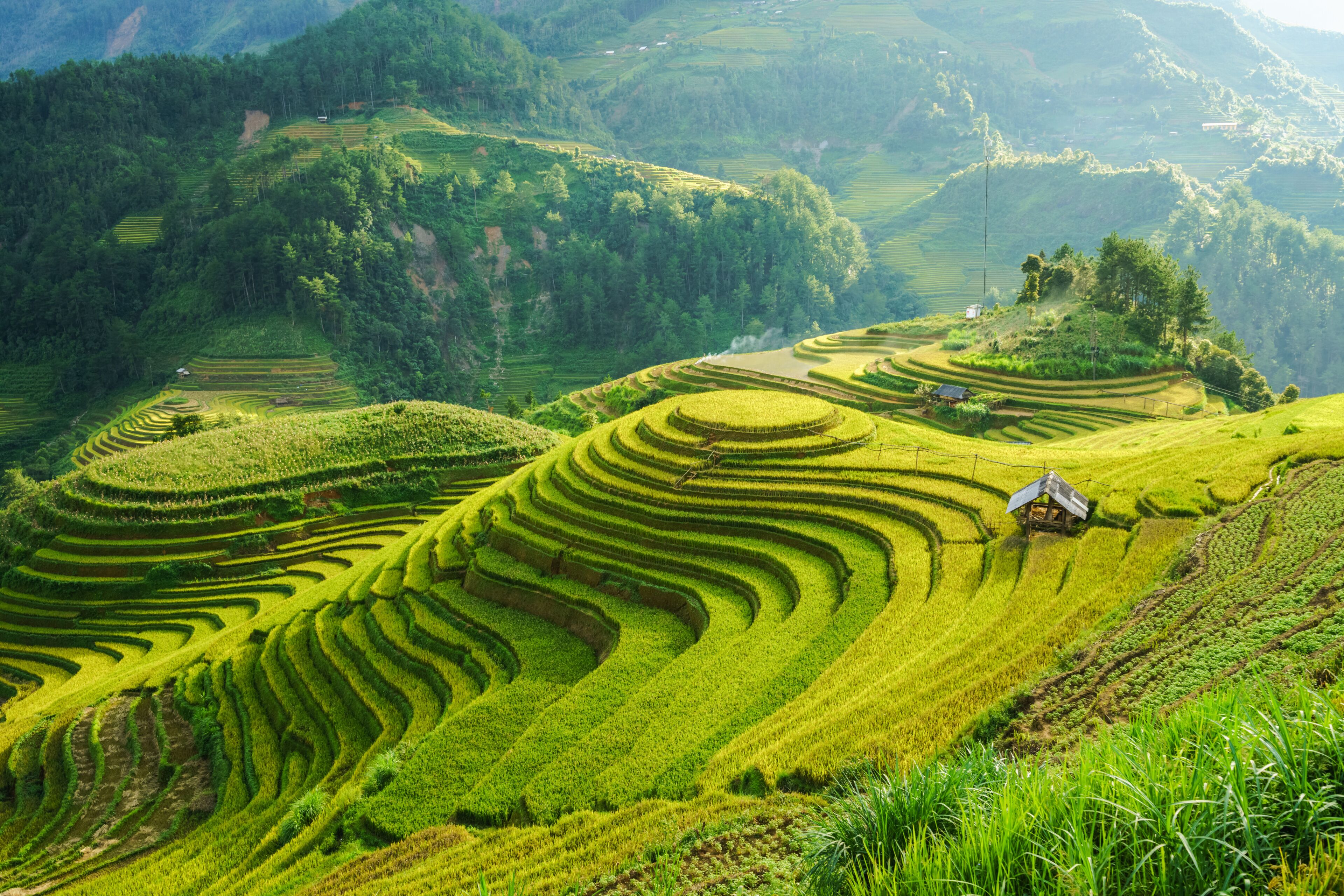 Terraced rice fields in a hilly landscape.