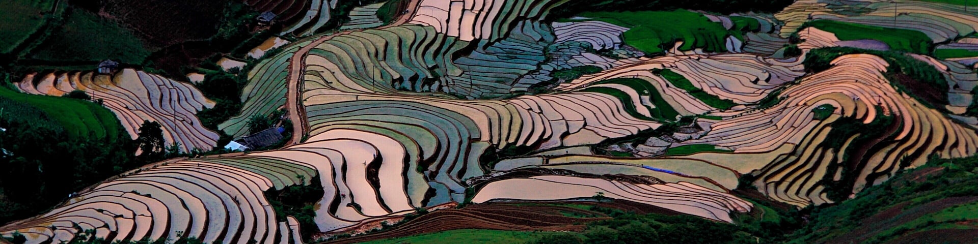 LÌM MÔNG MÙA NƯỚC ĐỔ