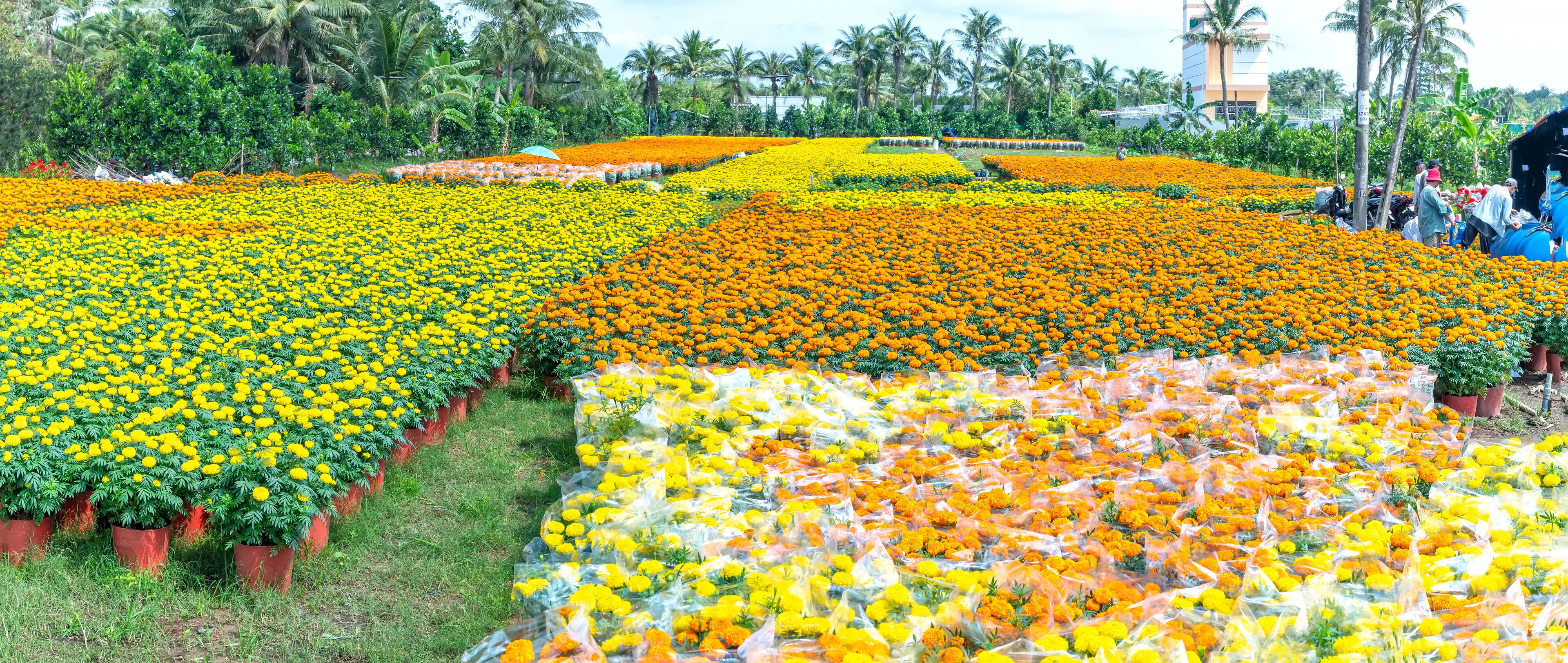Garden of Marigold, preparing to harvest in Cho Lach, Ben Tre, Vietnam. They are hydroponic planted in gardens around farmers' houses along Mekong Delta for sale during Lunar New Year