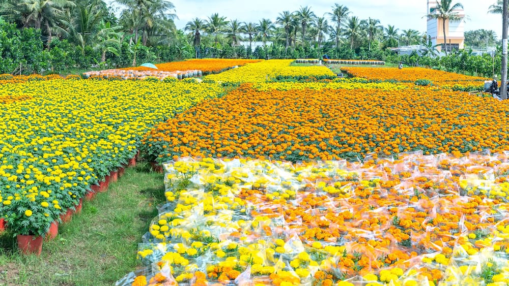 Garden of Marigold, preparing to harvest in Cho Lach, Ben Tre, Vietnam. They are hydroponic planted in gardens around farmers' houses along Mekong Delta for sale during Lunar New Year