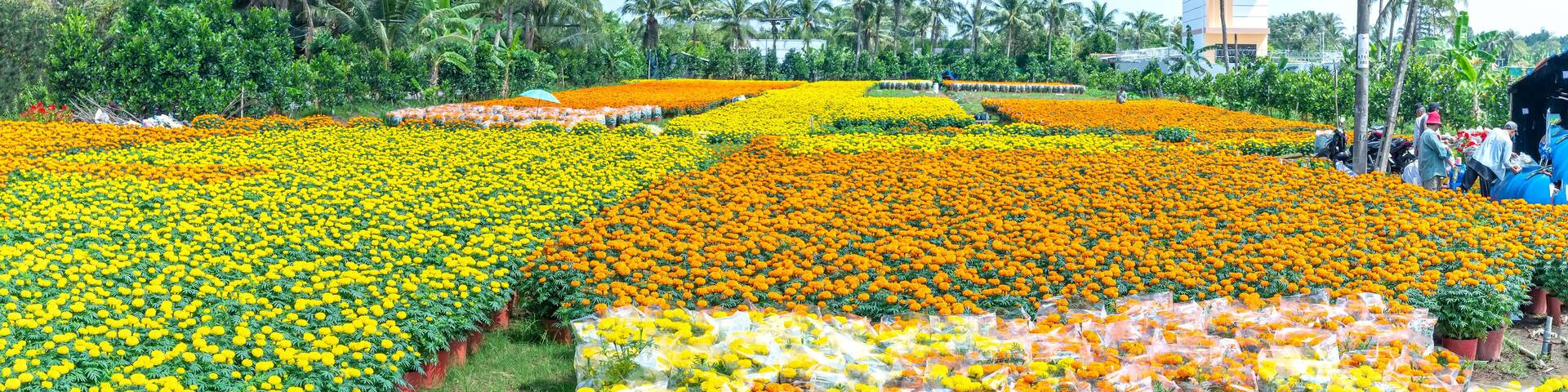 Garden of Marigold, preparing to harvest in Cho Lach, Ben Tre, Vietnam. They are hydroponic planted in gardens around farmers' houses along Mekong Delta for sale during Lunar New Year