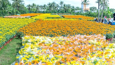 Garden of Marigold, preparing to harvest in Cho Lach, Ben Tre, Vietnam. They are hydroponic planted in gardens around farmers' houses along Mekong Delta for sale during Lunar New Year