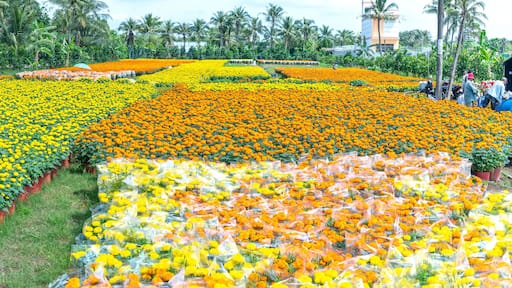 Garden of Marigold, preparing to harvest in Cho Lach, Ben Tre, Vietnam. They are hydroponic planted in gardens around farmers' houses along Mekong Delta for sale during Lunar New Year