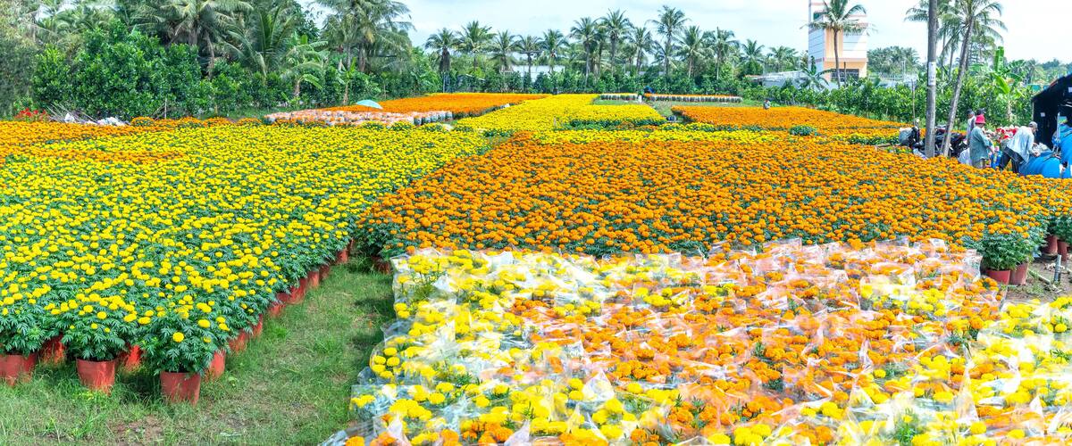 A large flower field with rows of yellow and orange flowers, surrounded by palm trees and a building in the background.