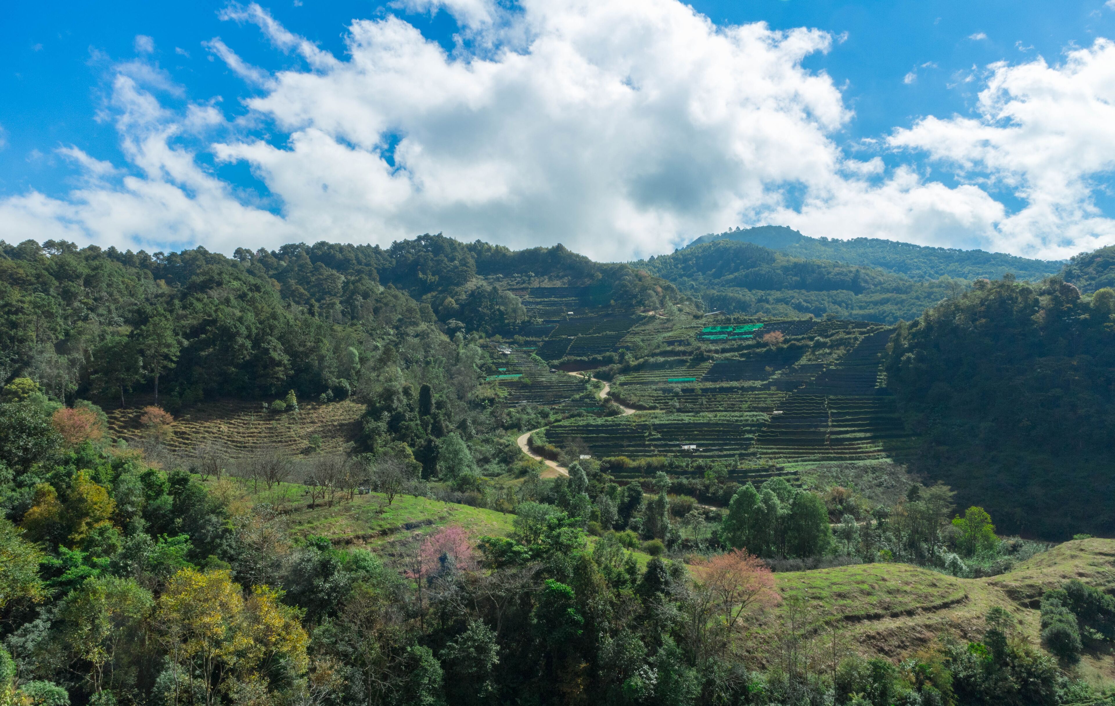 Tea field and nice blue sky