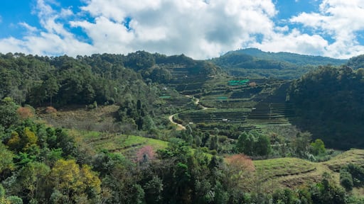 Tea field and nice blue sky
