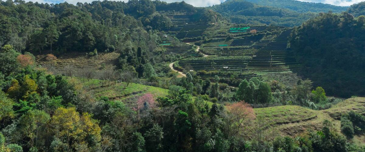 Terraced fields in a hilly landscape with a winding path.
