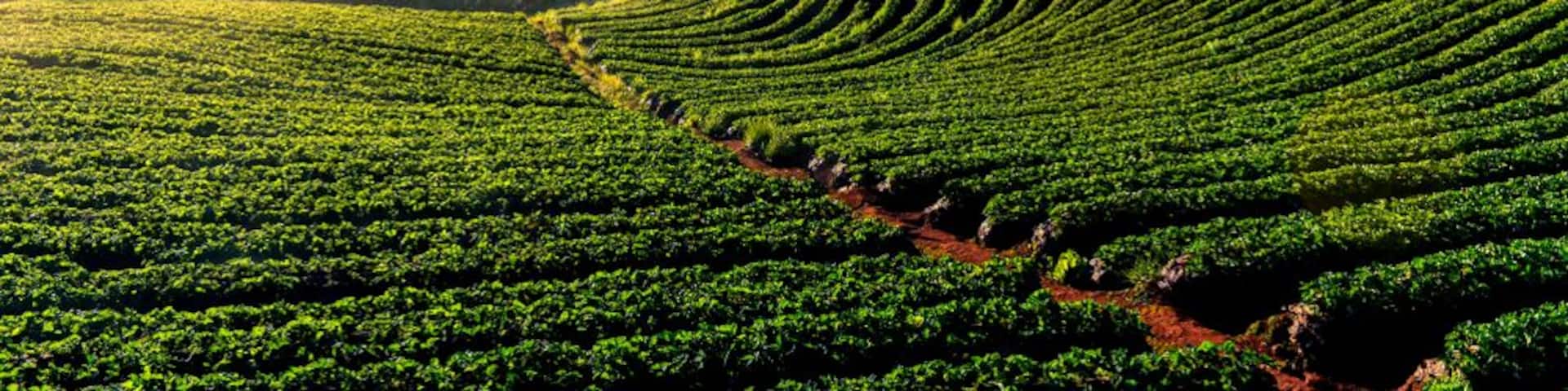 Light morning mist the strawberry farm is Ang Khang in Thailand. Beautiful background nature.
