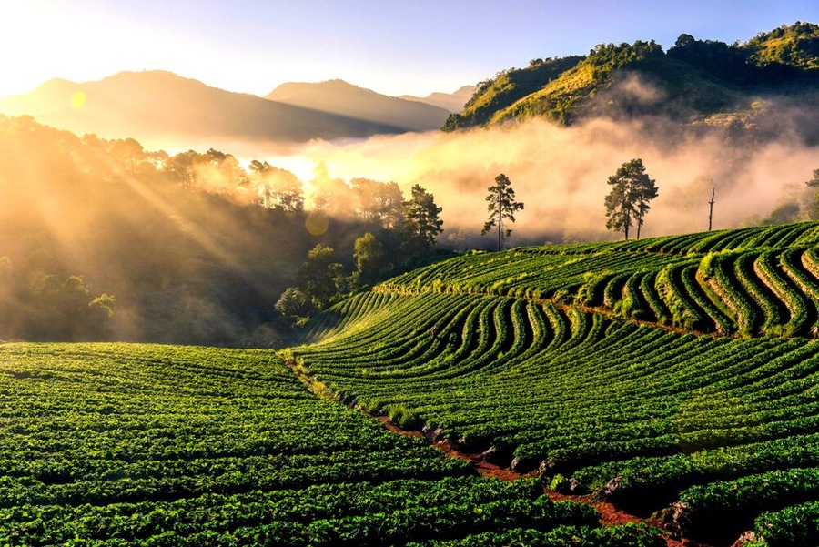 Light morning mist the strawberry farm is Ang Khang in Thailand. Beautiful background nature.