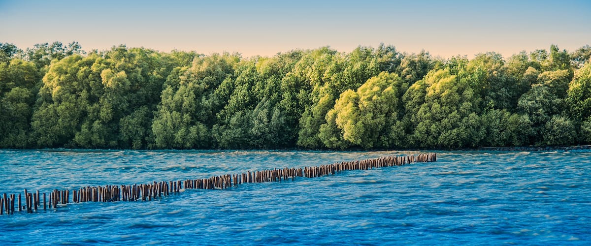 A river with wooden posts in the water and a dense forest in the background.