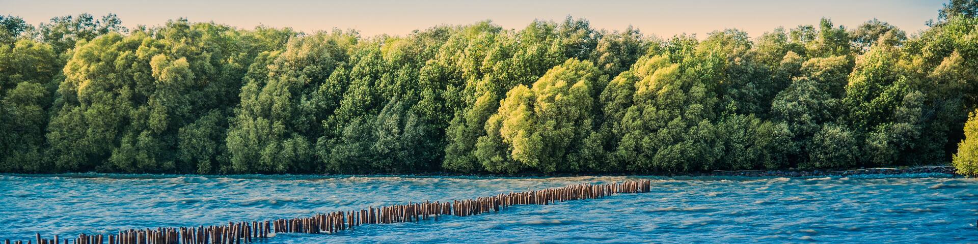 A river with wooden posts in the water and a dense forest in the background.
