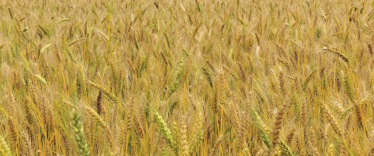 Scenic shot of Daya Wheat Field