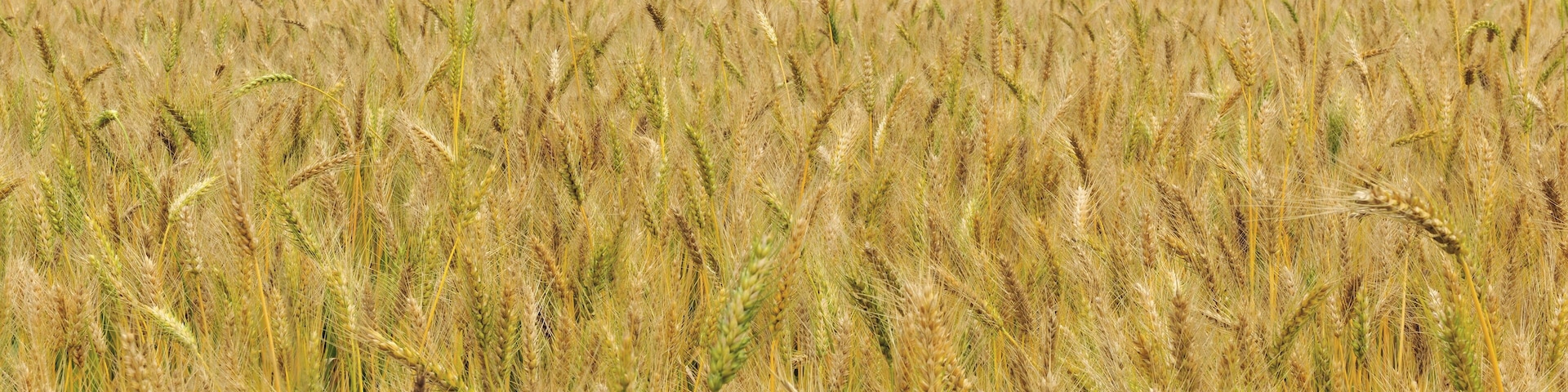 Scenic shot of Daya Wheat Field